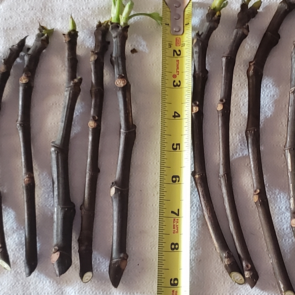 Fig Green Ishcia Cuttings- 6 Cuttings - Picture 9 of 10